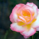 Peach Rose